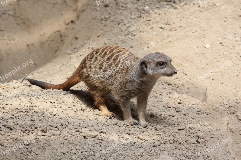 Meerkat Animals Zoo Nature Small