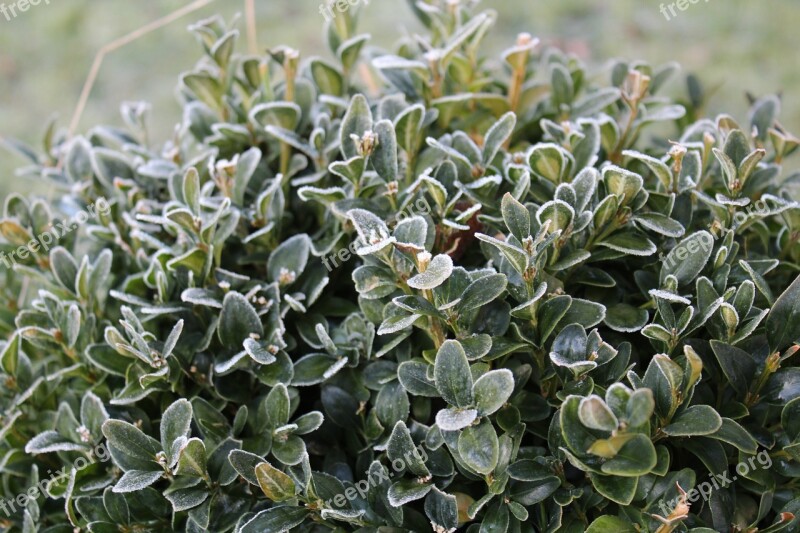 Winter Frost Shrubs Nature Cold