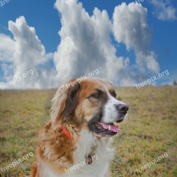 Dog Clouds Meadow Australian Shepherd Free Photos