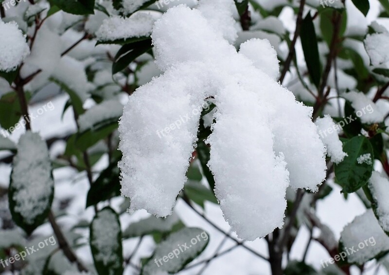 Leaves Snow Cover Plant Winter Nature