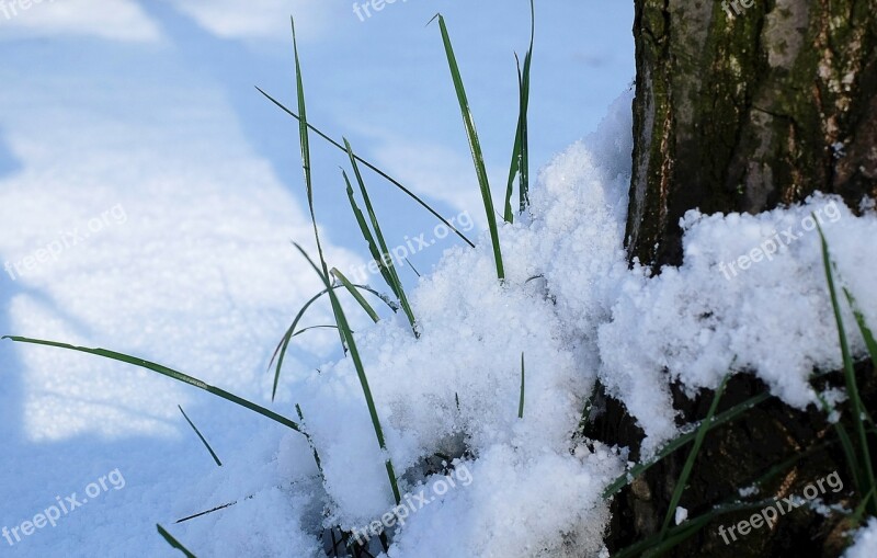 Grass Blades Of Grass Grüne Snow Landscape