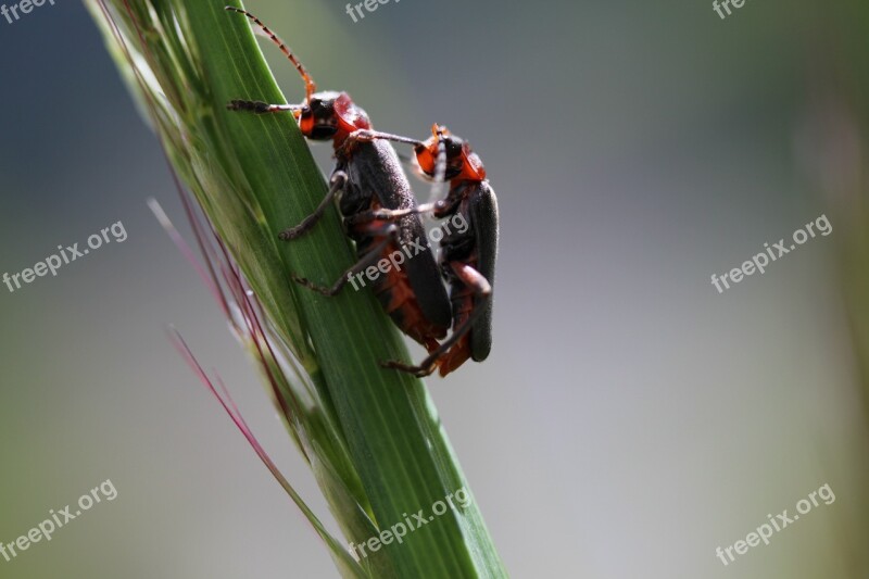 Beetle Pairing Green Insect Close Up