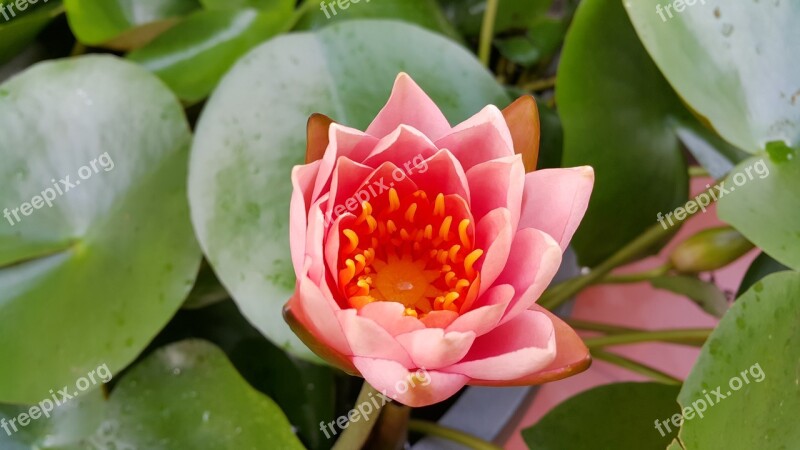 Lotus Lotus Leaf Nature Lotus Lake Pink Lotus