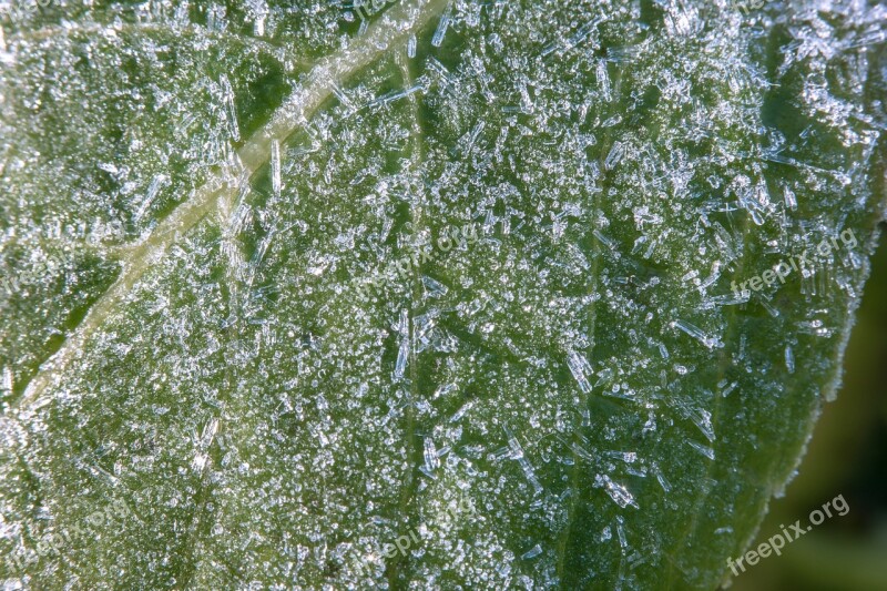 Eiskristalle Ice Crystals Leaf Winter