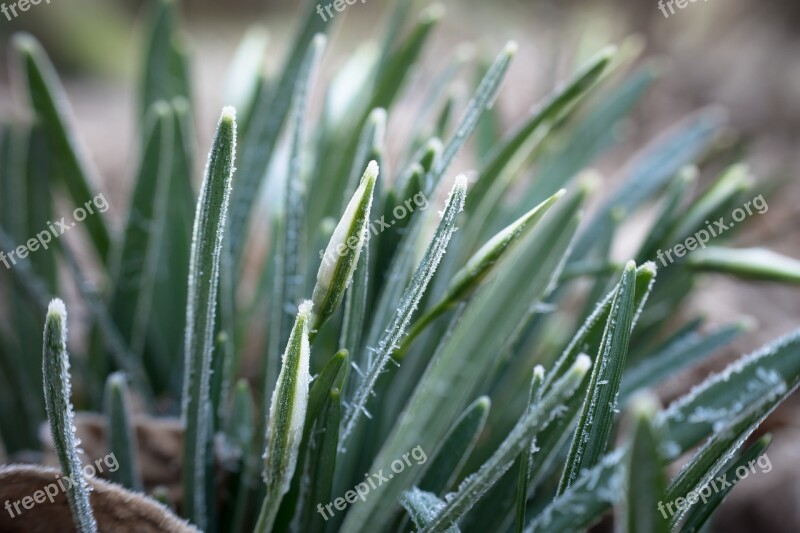 Snowdrop Ice Winter Ripe Leaves