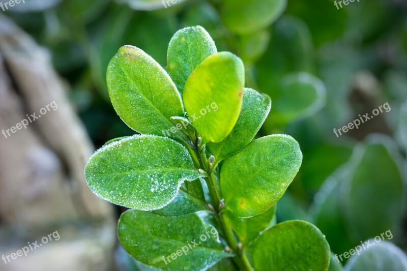 Boxwood Ice Winter Ripe Leaves