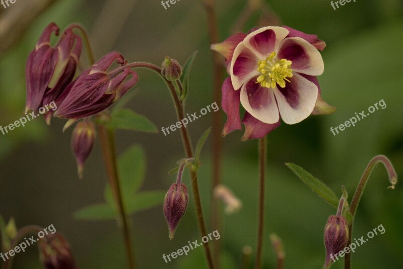 Columbine Flower Purple Plant Free Photos