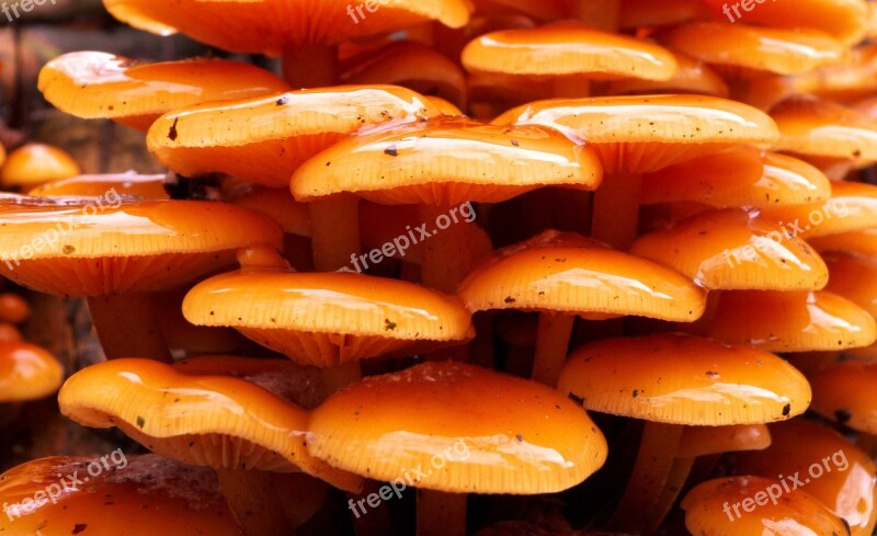 Mushroom Nature Autumn Forest Mushrooms