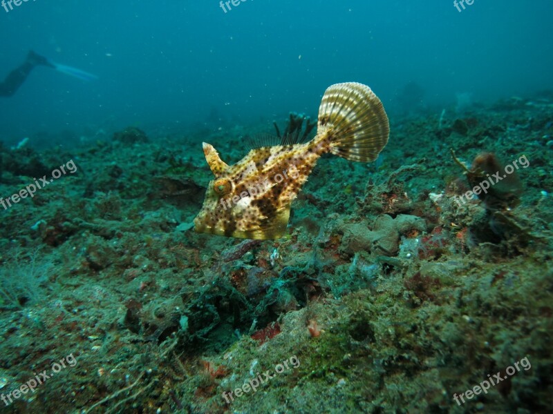 Filefish Fish Underwater Scuba Reef