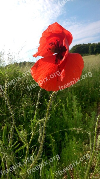 Meadow Flower Red Poppy Flora Spring Wildflower Wild