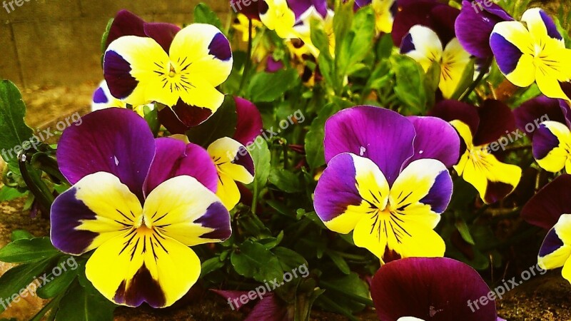 Pansy Flower Spring Flower Garden Purple And Yellow Pansy