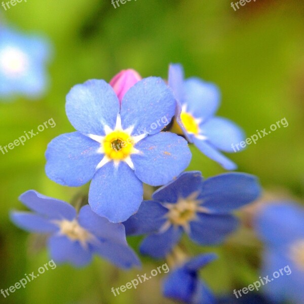 Forget Me Not Flower Plant Flourished Blue