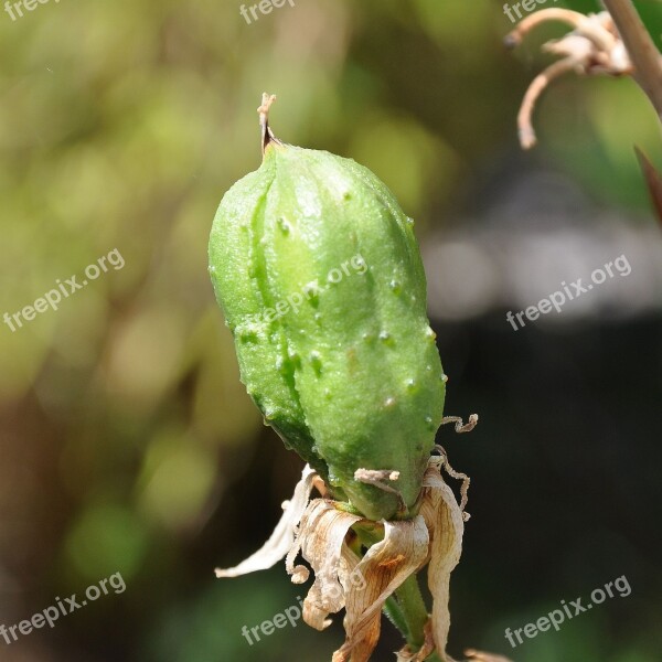 Yucca Fruit Handbesäubt Free Photos