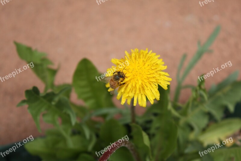 Bee Flower Dandelion Pollination Blooming