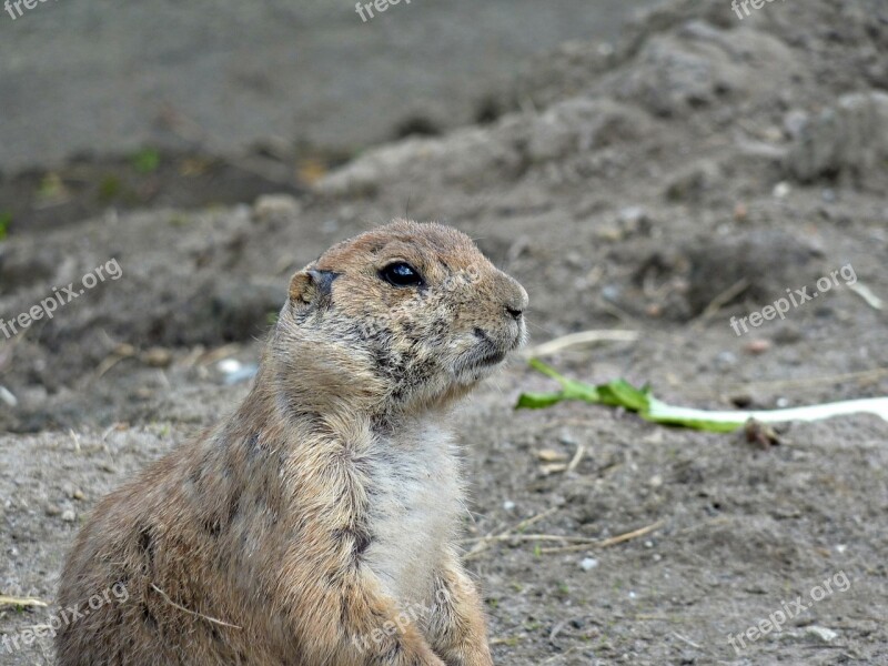 Zoo Animals Nature Animal World Mammal