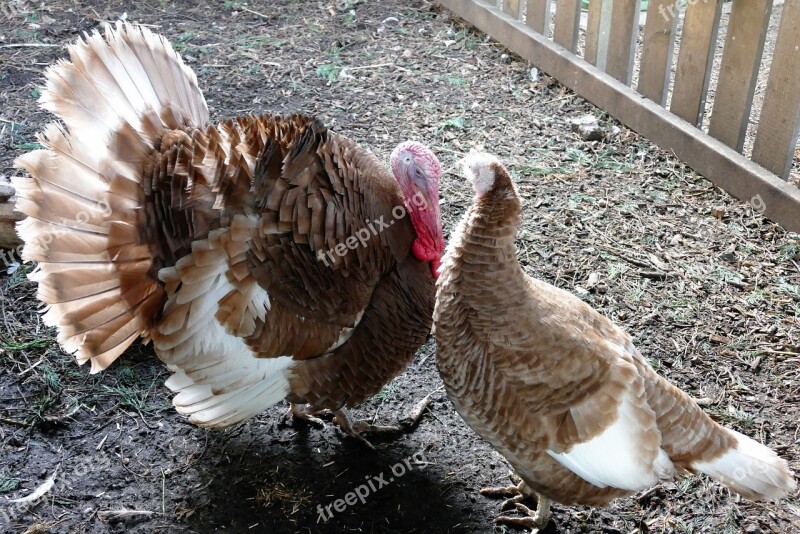 Bird Turkeys Feather Animal Livestock