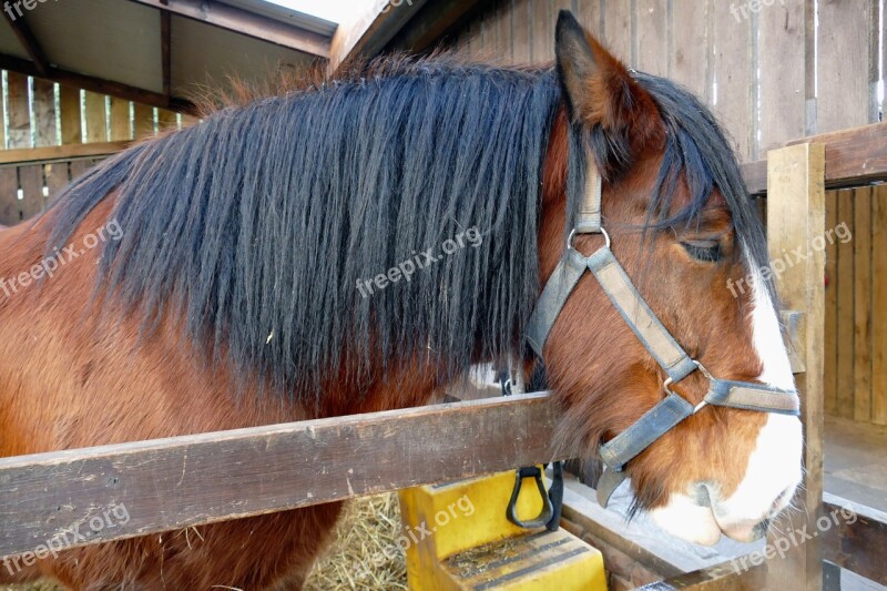 Animal Horse Mammal Nature Farm