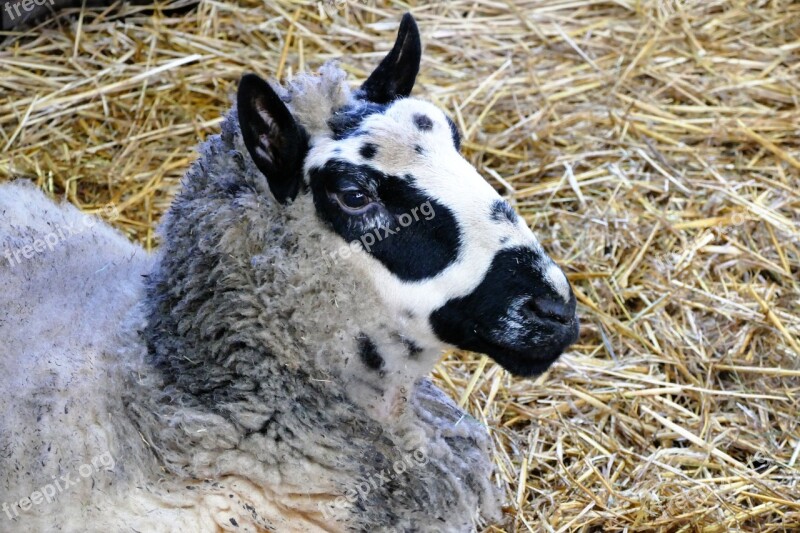 Animals Sheep Nature Farm Wool