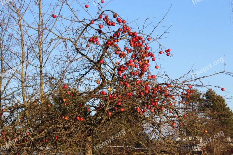 Apple Autumn Apple Tree Windfall Tree