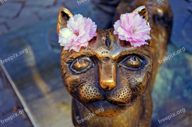 Cat Monument Uzhgorod Ukraine Flowers