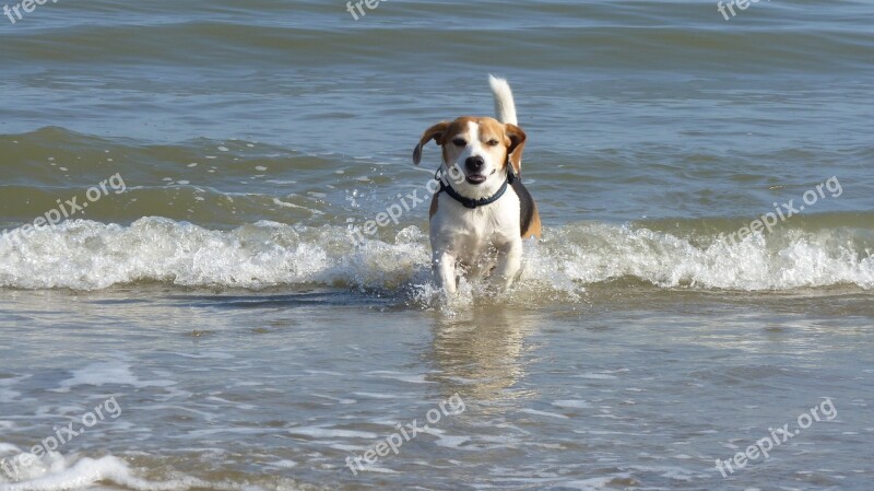 Sea Water Dog Beagle Wave