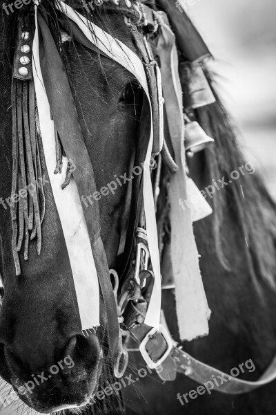 Horse Black And White Traditions Romania Free Photos