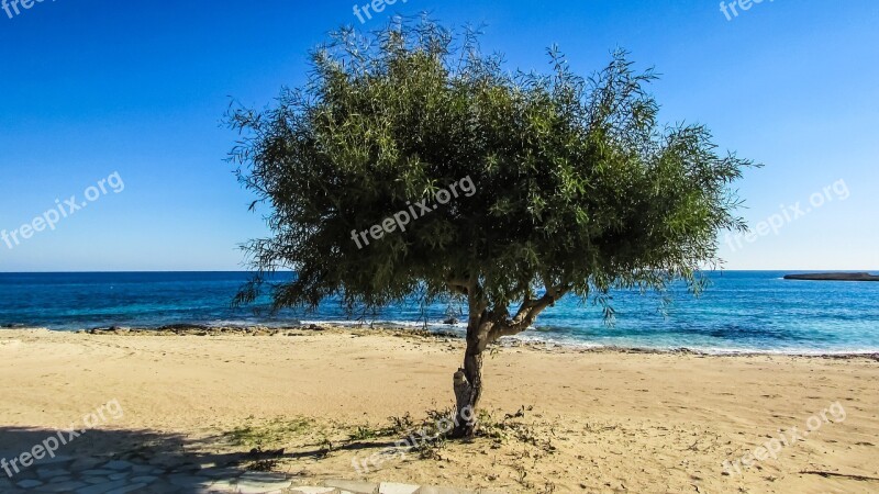 Cyprus Ayia Napa Makronissos Beach Tree Sand