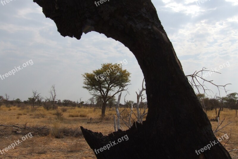 Tree Frame Nature Fire Bush Veld