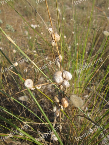 Beach Snails Grass Sand Vacations