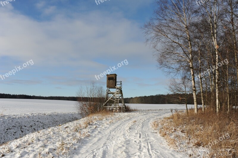 Winter Snow Birch Forest Delight