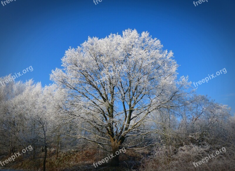 Winter Tree Wintry Snow Nature