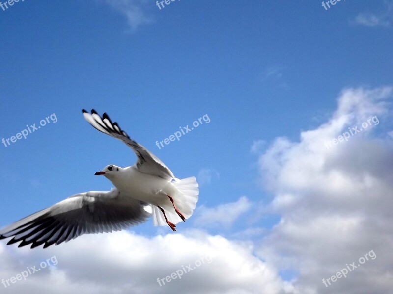 Seagull Fly Birds Sky Take-off