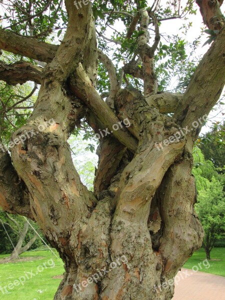 Tree Old Tribe Log Gnarled