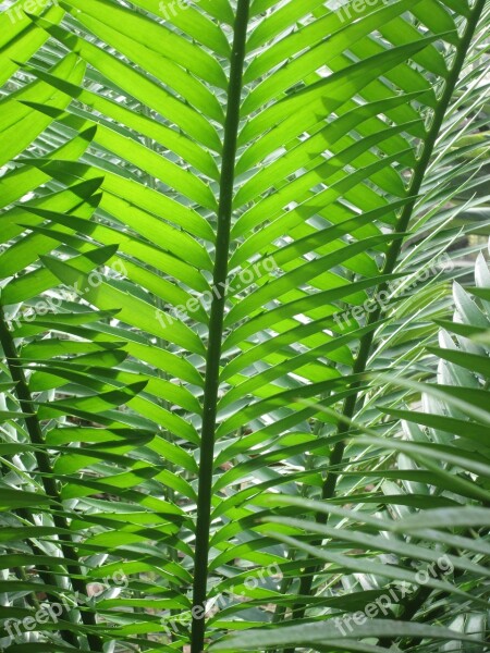 Fern Green Nature Plant Leaves