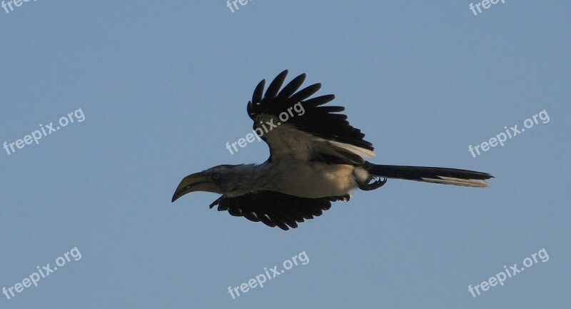 Bird Hornbill Silhouette Flying Wildlife