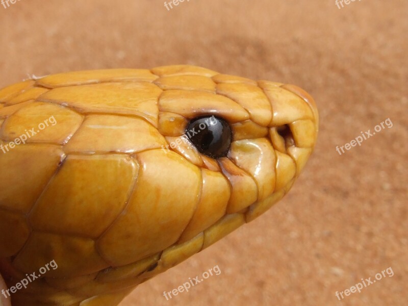 Cobra Head Snake Venomous Naja Nivea