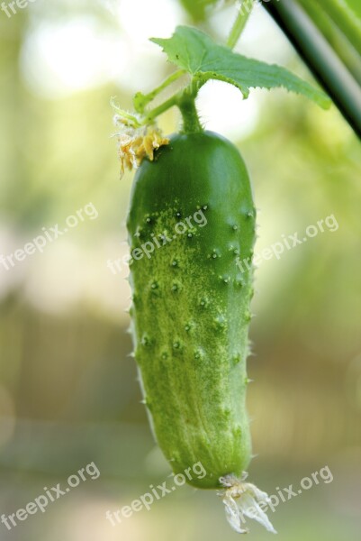 Cucumber Vegetable Fresh Vegetables Fruits And Vegetables Food