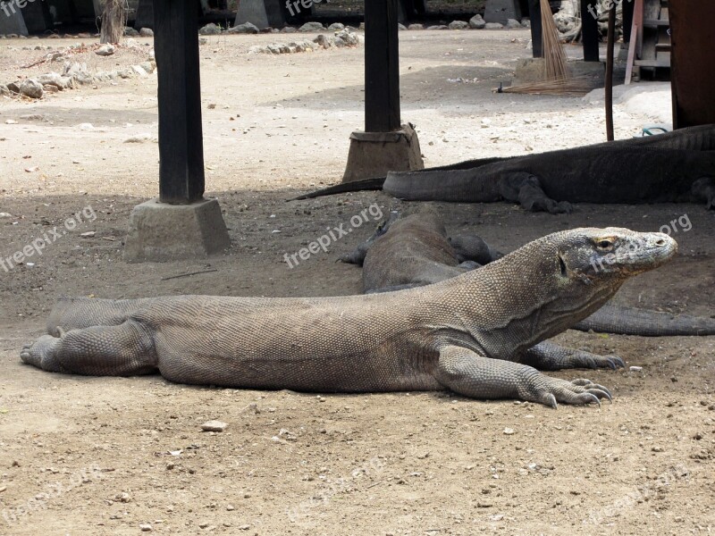 Indonesia Komodo Dragon National Park