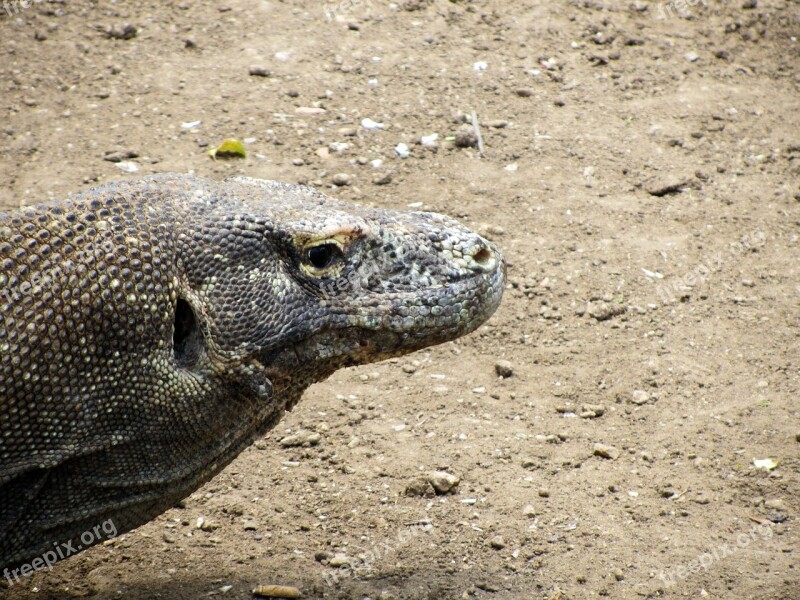 Dragon Island Komodo Wildlife Landmark