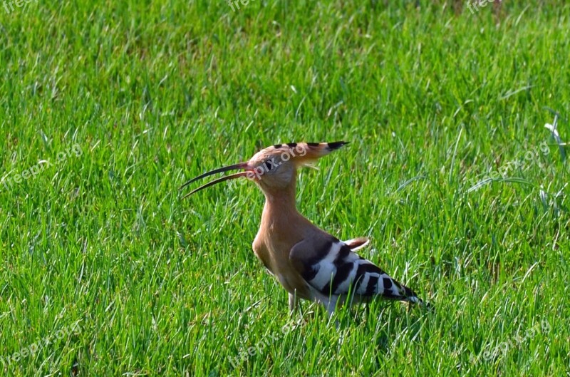 Bird Breeding Bird Hoopoe Species Animal