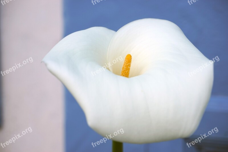 Calla Flower Plant White Blossom