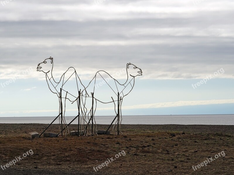 Camels Dromedary Sculpture Lanzarote Free Photos