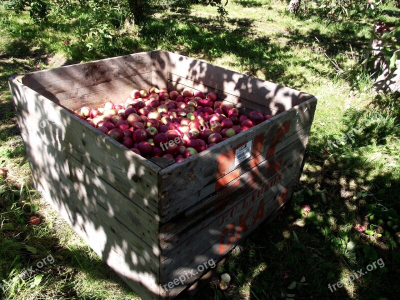 Apples Nature Tree Green Orchard