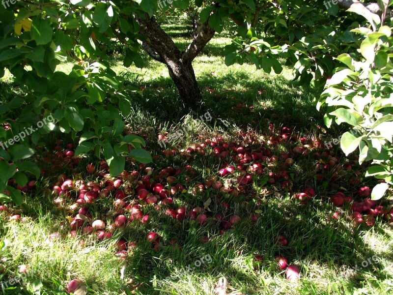 Apples Nature Tree Green Orchard