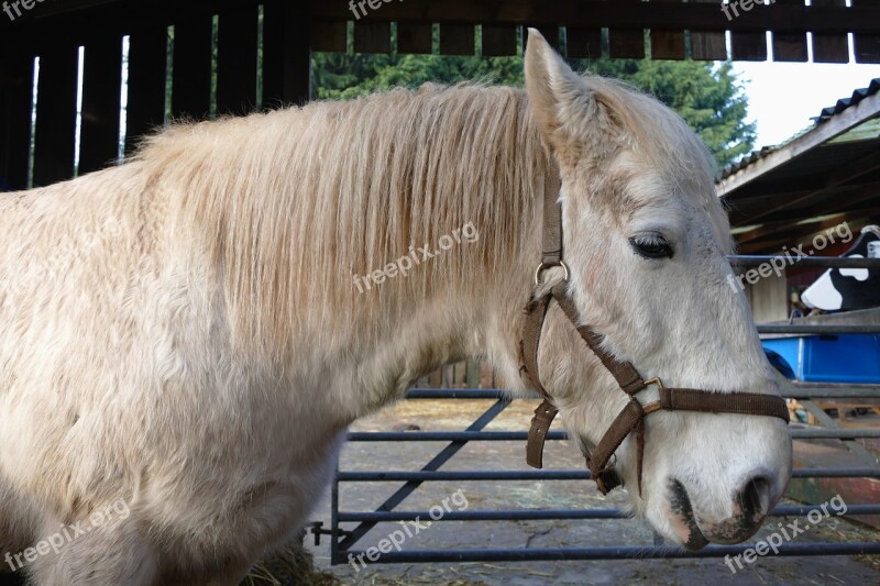 Animal Horse Mammal Nature Farm