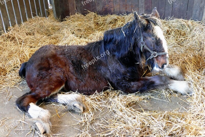 Animal Horse Mammal Nature Farm