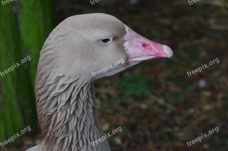 Bird Goose Nature Duck Wildlife