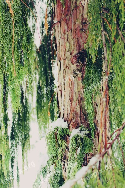 Cypress Tree Cupressus Sempervirens Cypress Under Glass Branches