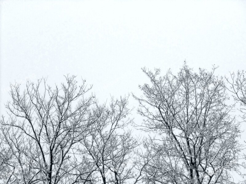 Twigs Trees Winter Sky Free Photos