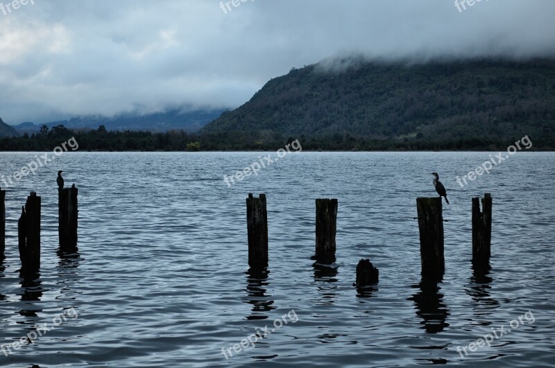 Futrono Lake Cormorant Landscape Wood